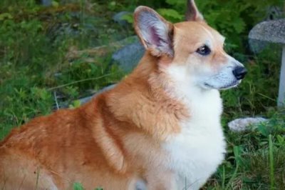 狗胀气的原因,可能是饮食不当或缺乏运动等