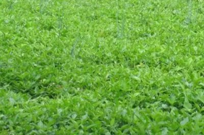 母猪半夏是什么植物，是多年生宿根草本植物