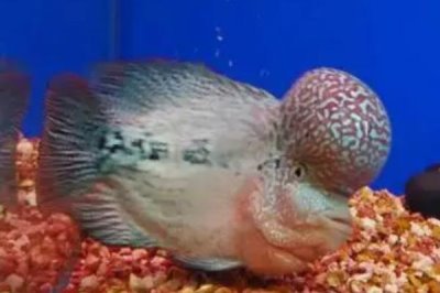 蓝色德萨斯罗汉鱼好不好养,容易饲养但不能和其它品种混养