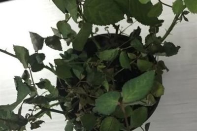 玫瑰花怎么种植，盆土要求疏松透气、排水良好