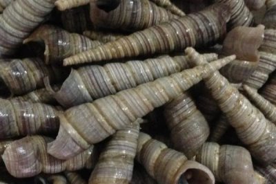 锥螺壳可以做什么,一般被当做药材使用