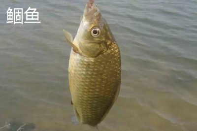 3号丸世钩能钓多大鱼,适合钓2两至半斤的鱼