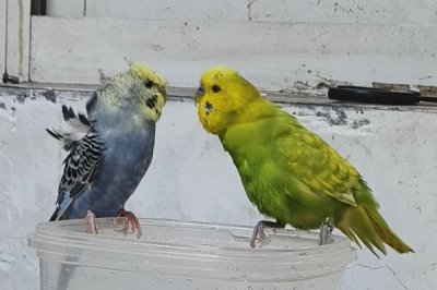 给鹦鹉洗澡要用热水还是冷水,不建议用太热或者太冷的水