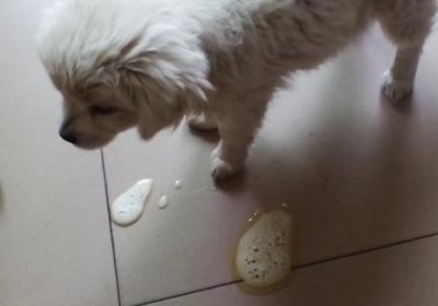 狗狗早上吐黄水的原因，一般是因为进食少、长期挨饿、饮食不规律