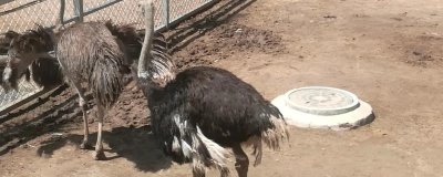 鸵鸟的应用范围,鸵鸟的肉、皮都有经济价值