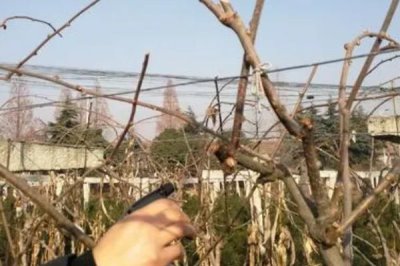 猕猴桃冬剪技术,首先做好徒长枝的修剪工作