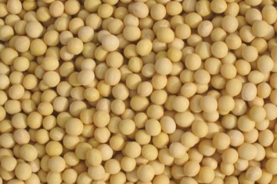 先豆10大豆种简介，选择中等肥力地块种植