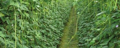 秋豆角什么时候种植，一般在8-9月份种植