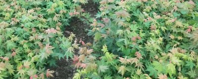 色木槭栽培技术,播种可在4月中旬进行