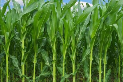 奥玉一号玉米种子介绍,地温要确保10℃以上进行播种