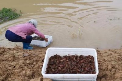 哪里有龙虾养殖基地，湖南、重庆、上海等地都有