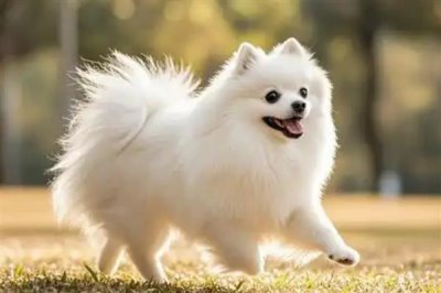 博美犬怎么训练，需要从简单到难