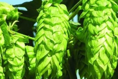 怎么种植啤酒花,种苗的顶部要和地面保持一定距离