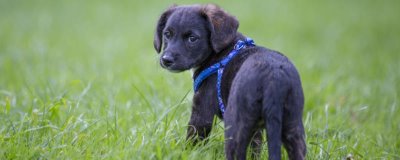 宠物狗有哪些常见的皮肤病，有真菌性皮肤病、螨虫类皮肤病等