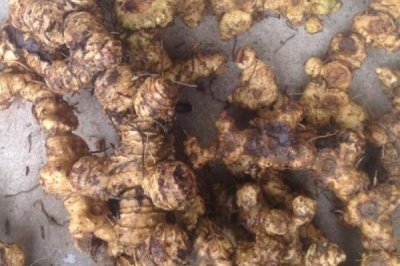 野生鸡头参的价格,一斤需要8-20元左右