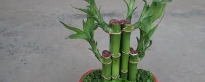 富贵竹怎么养，适宜生长在半阴的环境下