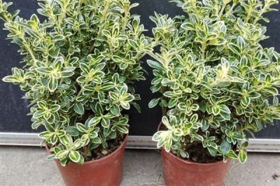 六月雪可以插活吗，是可以插活的