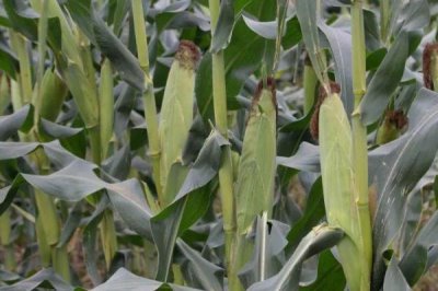 金骏958玉米品种的特性，中等肥力以上地块栽培