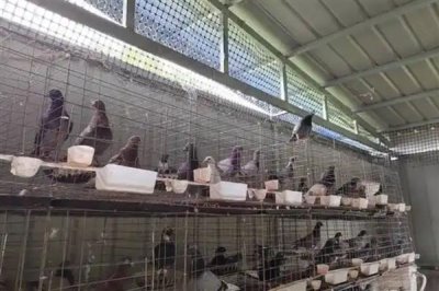 斑鸠的养殖前景，市场需求一直在稳定上升