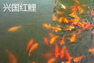 鲤鱼的寿命有多少年,有人把鲤鱼当作神物