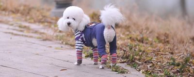 狗的启蒙教育包括哪些,包括基本行为规范训练