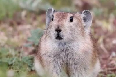 哺乳动物有什么特点,可通过乳腺分泌乳汁来为幼体进行哺乳