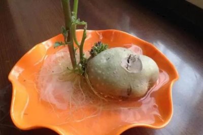 土豆能不能种在水里,可以在水中种植