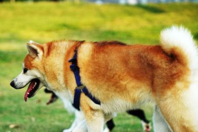 狗狗涨奶怎么处理,可以给狗狗喂猪肝