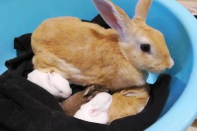 哺乳母兔怎么管理，增加青绿饲料、精饲料的饲喂量可增强体质