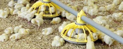 小鸡孵化多长时间可以喂食,出壳后的12-24小时内开食