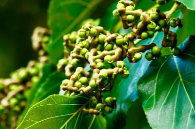 拐枣多久浇一次水，育苗期要3-5天浇一次水