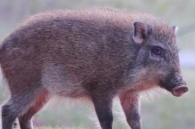 野猪呼吸道疾病的防治措施，发现病猪立刻隔离