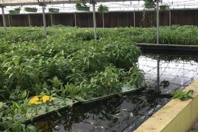 鱼菜共生养殖技术,以菜净水以鱼长菜