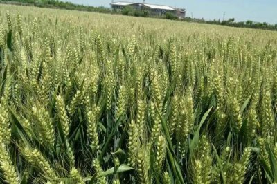 宛麦1326小麦品种的特性，弱春性品种