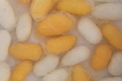 结茧后的蚕如何处理,可放入纸盒中让它们自然蜕变