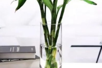 隔几天对富贵竹换一次水，未生根前每隔2-3天换水一次