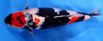 日本锦鲤简介,别称红鲤鱼、花脊鱼等