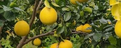 柚子如何促花保果,结果前一年控制树势可让其早开花