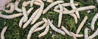 养蚕的方法，桑叶要保证新鲜无水
