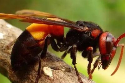 虎头蜂蛰了会死吗,被蛰者可能会有生命危险