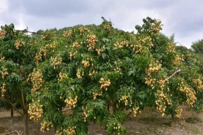 黄皮果根腐病如何防治,通常集中在多雨的夏季