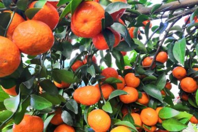 沙糖桔与蜜桔的区别,颜色、外观、口感都不同