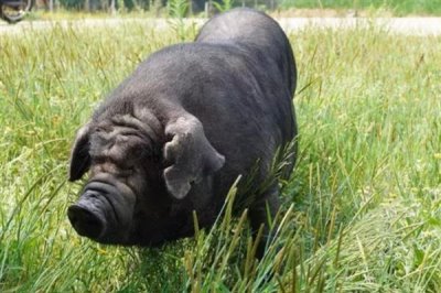 宁乡猪简介，原产地为湖南省宁乡县流沙河、草冲一带