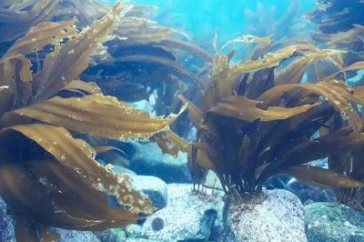 福建海带产地,是福建市的霞浦县