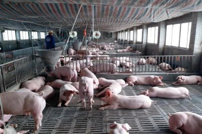 怎么避免猪应激，夏季需注意防暑降温