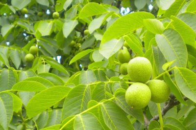 核桃树几年才能结果,实生苗需要5-10年