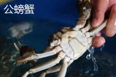 螃蟹断掉的腿还能重新长出来吗,螃蟹有断足再生的能力