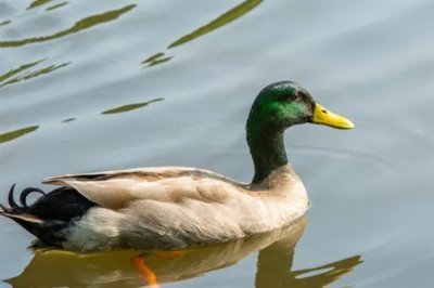 养殖绿头鸭的前景，现今市场需求大前景广阔