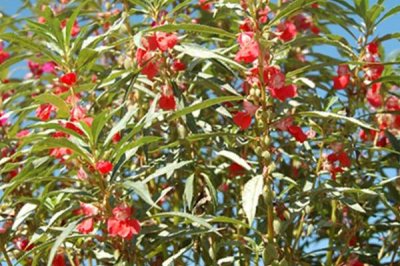 急性子的种植方法,可在春季和夏季播种