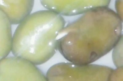 蚕豆种子萌发时由哪个部位提供养料，萌发过程中由子叶提供养分